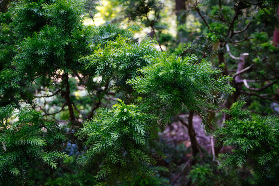 nature-18